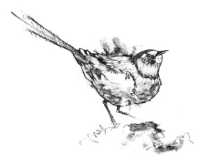 bird_sketch_ink_amanda_sun